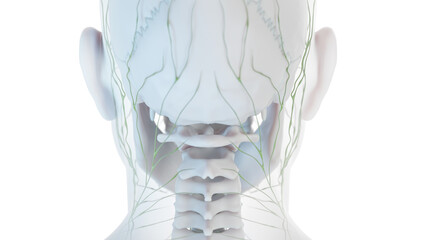 3D Rendered Medical Illustration of Male Anatomy - The Lymphatic System