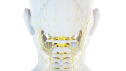 3D Rendered Medical Illustration of Male Anatomy - Nervous System.