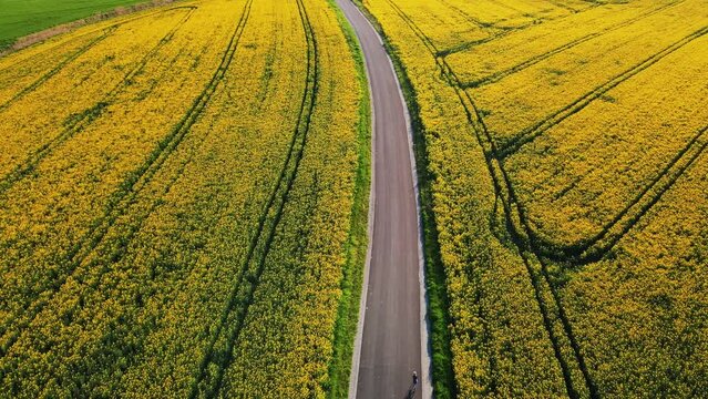 Cyclist training on bicycle. Female sportsman wearing cycling uniform and helmet riding bicycle on countryside road near blooming rapeseed fields