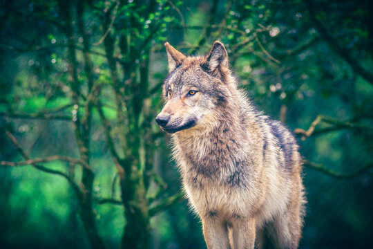 Grey wolf (Canis Lupus) standing in the green forest, real photography
