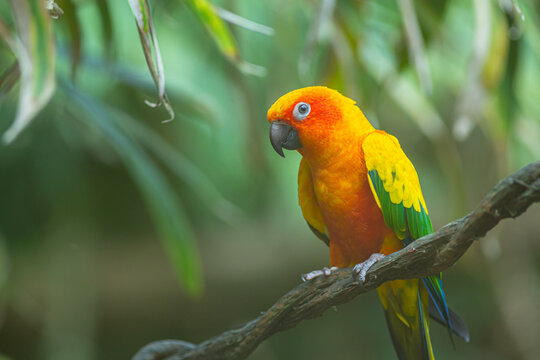 Closeup of sun parakeet or sun conure, real photography
