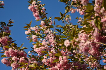 branches of sakura in the rays of the evening sun against the background of the blue sky, branches of blooming sakura close-up, sakura flowers close-up, pink cherry blossoms, cherry blossoms in spring