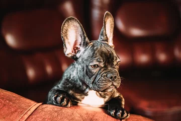 Foto op Canvas French Bulldog Dog Puppy Peeps Out Curiously. Young Curious Black French Bulldog Dog Puppy Sit On Red Sofa Indoor. Pets Friendship Concept. Lovely Domestic Pets. © Grigory Bruev