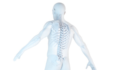 3d medical illustration of a man's skeletal system