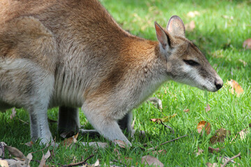 wallaby in a zoo in australia