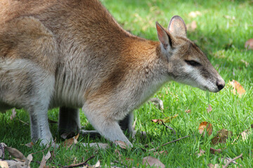 Naklejka na ściany i meble wallaby in a zoo in australia