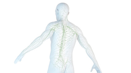 3D Rendered Medical Illustration of Male Anatomy - The Lymphatic System