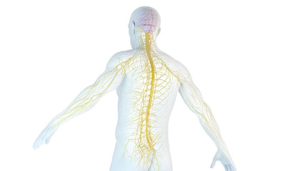 3D Rendered Medical Illustration of Male Anatomy - Nervous System. - 604823157