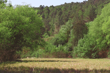 Campo en primavera