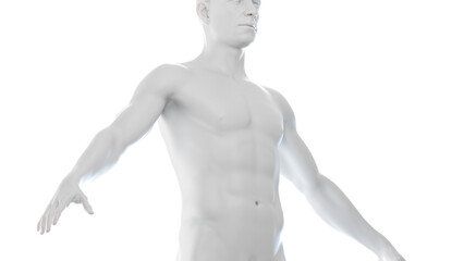 3d medical illustration of the Male body