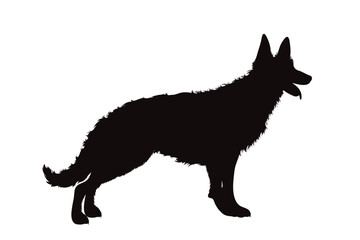 Vector silhouette of German Shepherd on white background.