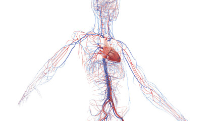 3D Rendered Medical Illustration of Male Anatomy - Cardiovascular System - 604823333