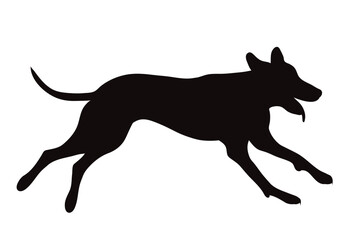 Vector silhouette of walking dog on white background.