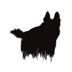 Vector silhouette of dog walking in the grass in park.