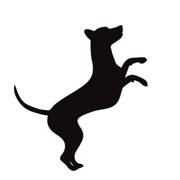 Vector silhouette of jumping dog on white background.
