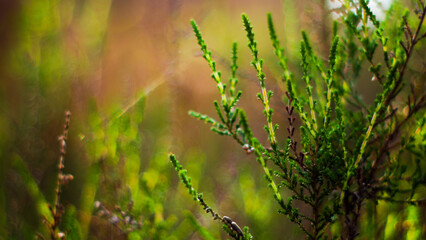 Macro de fougères et de bruyères sauvages, dans un environnement verdoyant