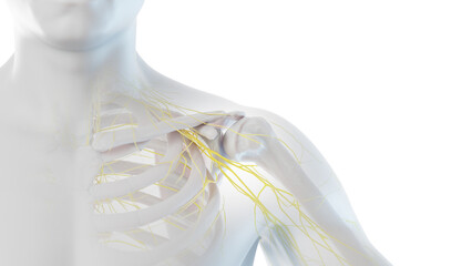 3D Rendered Medical Illustration of Male Anatomy - Nervous System.