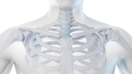 3d medical illustration of a man's ribcage