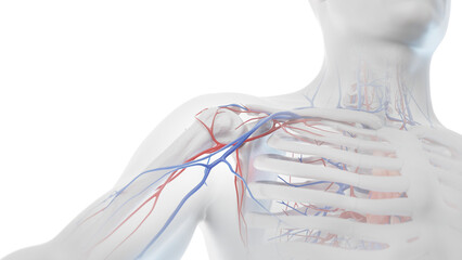 3D Rendered Medical Illustration of Male Anatomy - Cardiovascular System
