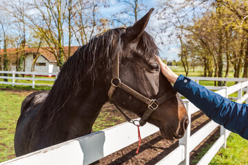 Equine assisted therapy, female hand gently petting the horse in the paddock and forming a bond...