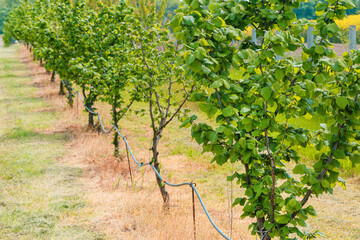 Fototapeta na wymiar Hazelnut orchard with water supply hose for dripping irrigation