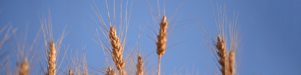 ripe ears of wheat on the background of the blue sky,  background field of ripe yellow golden spikelet of wheat with a mustache, spikelets gradient texture, agricultural field of Ukraine, gold