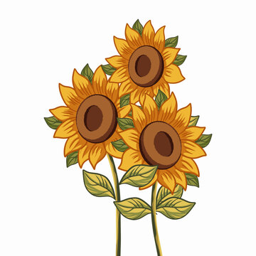 three yellow sunflowers on white background clip art preview