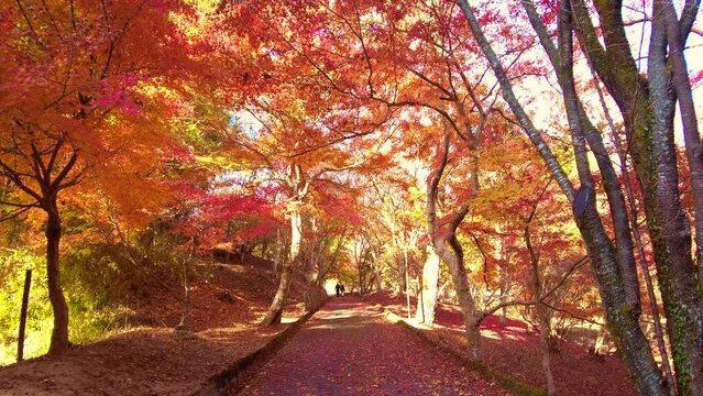 紅葉と落ち葉で赤く染まった並木道  4K  広島 尾関山公園の秋の風景  2022年11月18日 