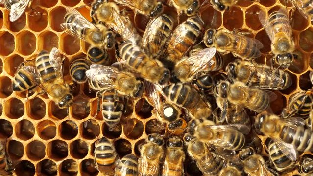 The Queen Bee lays her eggs in the honeycomb.
To make it easier to find the queen, a mark is made on her back.
