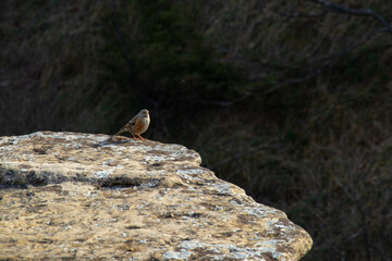 Monte Adone, città metropolitana di Bologna, Emilia Romagna