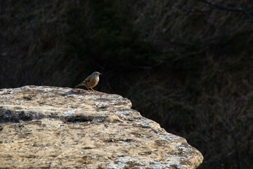 Monte Adone, citt&agrave; metropolitana di Bologna, Emilia Romagna