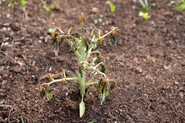Small tomato plant growing outdoors, killed by frost bite or cold snap, cold in home vegetable...