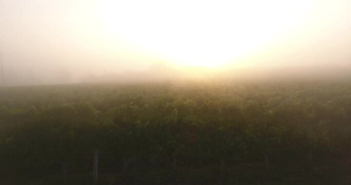 Parcelle de vigne dans la brume