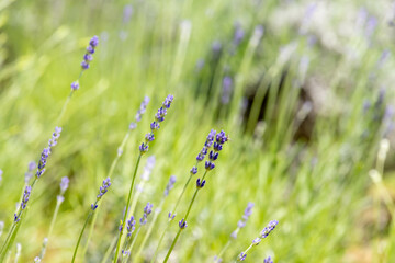 紫色の蕾のラベンダー