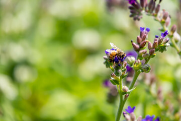 ハーブのアルカネットの花と蜜を取るミツバチ