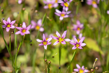 Fototapeta premium ニワゼキショウの花