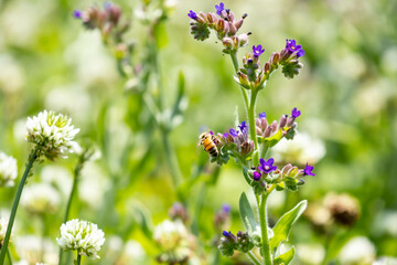 ハーブのアルカネットの花と蜜を取るミツバチ