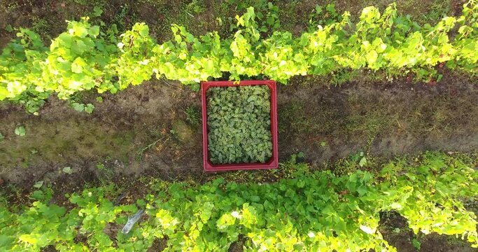 Parcelle de vigne pendant les vendanges