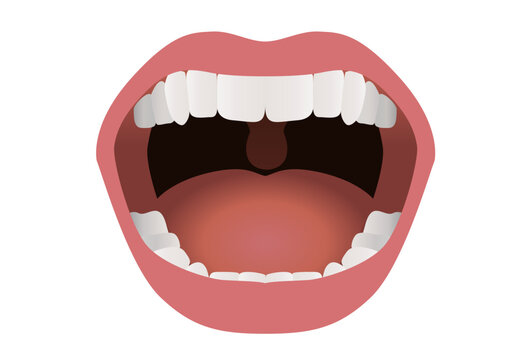 Illustration médicale d’une bouche ouverte montrant les dents, la langue et les lèvres.