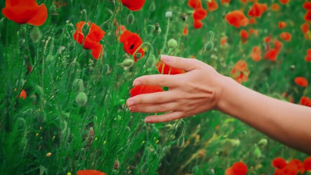 Female hand close-up touches strokes red poppy flower. Background summer green flowering field meadow hill valley. Silhouette girl, part of body is arm, fingers. Back view. Concept enjoy spring nature