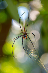 The golden Orb Spider on its web