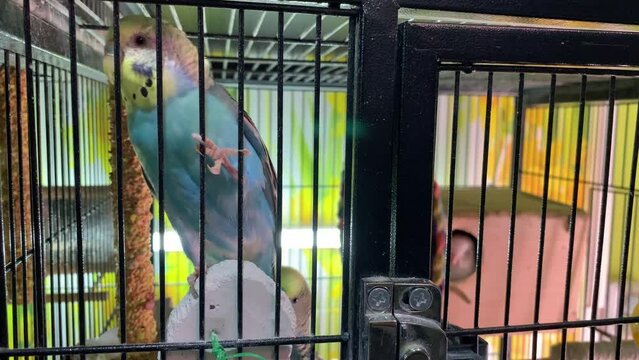 4k footage of a group of caged budgerigars waiting to be sold at a pet market or pet store. Budgerigar parrots play at home in a cage. Cute wavy parrot. Beautiful footage with colorful parrots.