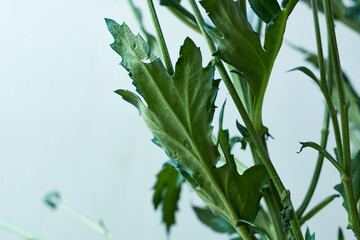 Close-up of green leaves of chrysanthemum plant