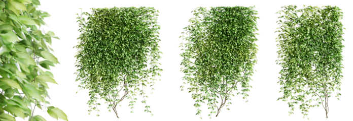 Set of Mucuna Pruriens creeper plant, vol 1. Isolated on transparent background. 3D render.