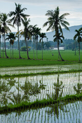 Fototapeta premium View of rice fields flooded with water, against the backdrop of palm trees, landscape.