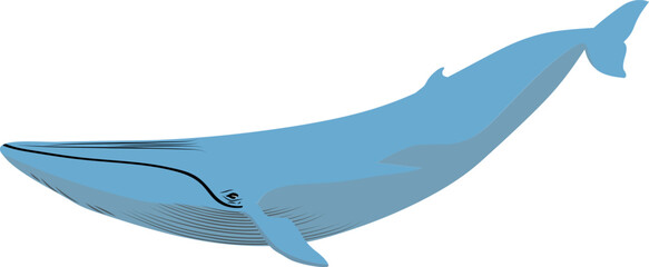 bryde whale vector sea animal element 