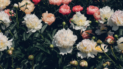 Beautiful fresh colorful peony flowers in full bloom in the garden, green leaves flowerbed. Summer natural floral texture for background.