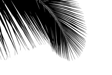 Silhouette de Palme sur fond blanc 