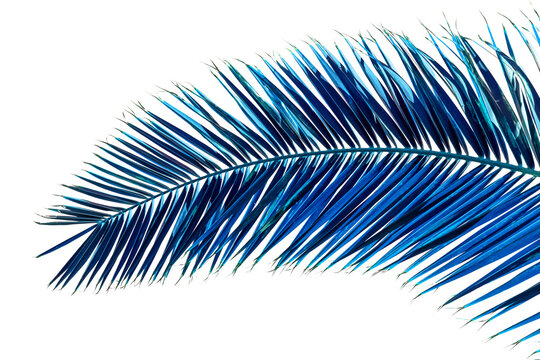 Palme bleue de dattier sur fond blanc 