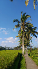 Fototapeta premium palm trees on the road